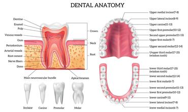 بررسی کامل آناتومی دندان